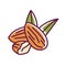 Almond color line icon. Nuts with leaves. Pictogram for web page, mobile app, promo. UI UX GUI design element. Editable stroke