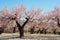 Almond field