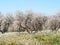 Almond field in flowering, baells, huesca, spain, europe