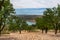 Almond Field by a Lake