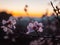 Almond Flower at golden hour