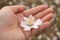 Almond flower in hand