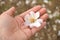 Almond flower in hand