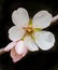 Almond flower springtime