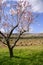 Almond flower trees field pink white flowers