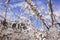 Almond flower trees field pink white flowers