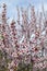 Almond flower trees field in spring season