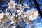 Almond flowers blossom on the tree photo