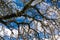 Almond Flowers on the blue Sky Background with White Clouds