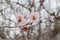 Almond flowers pink blossom early spring blooming background