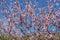 Almond flowers, prunus dulcis, blooming