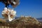 Almond flowers and spanish castle on background