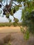 Almond fruit closeup on a tree branch, field out of focus in the background.