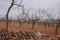 Almond Garden in Blossom