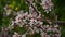 Almond gardens, Almond orchard in bloom. Blossoming trees in Israel