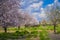 Almond gardens, Almond orchard in bloom, Judea plains Israel