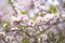 Almond gardens, Almond orchard in bloom, Judea plains Israel