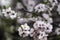 Almond gardens, Almond orchard in bloom, Judea plains Israel