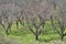 Almond grove, Gran Canaria, Spain