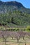 Almond grove, Gran Canaria, Spain