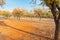 Almond grove Parcent, Spain