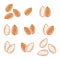 Almond icon vector illustration