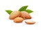 Almond nut composition, food vector drawing, flat