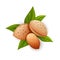 Almond nut composition, food vector drawing, flat