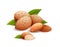 Almond nut composition, food vector drawing, flat