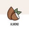 Almond nut with leaves. Vector flat illustration. Natural organic plant. Useful product