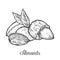 Almond nut seed vector. on white background. Almond milk food ingredient. Engraved hand drawn almond illustration in retr
