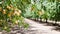 Almond Nuts Tree Farm Agriculture Food Production Orchard California