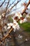 Almond orchard bloom