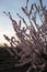 Almond orchard bloom