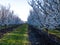 Almond orchard blooms