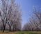 Almond Orchard in blossom LeGrand Merced County California