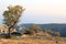 Almond orchard near Monte Sant\'Angelo, Italy