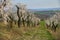 Almond Orchard with Springtime Blossoms.