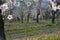 Almond Orchard with Springtime Blossoms.