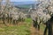 Almond Orchard with Springtime Blossoms in april.