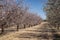 Almond Orchard with Two Varieties Blooming in the Negev in Israel