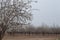 Almond Orchard White Almond trees blossom early spring blooming