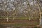 Almond Orchard in Winter