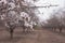 Almond orchards Beautiful Almond flowers on a branch early spring blooming