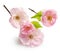 Almond pink flowers isolated