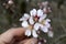 Almond pink and white blossoms shivering on chill wind gusts