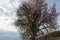 Almond pink and white blossoms shivering on chill wind gusts