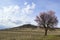 Almond pink and white blossoms shivering on chill wind gusts