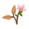 Almond Plant Blossoming with Flower and Nut Vector Illustration. Organic Food Ingredient