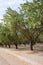 Almond plantation